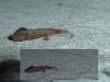 Oecetis notata